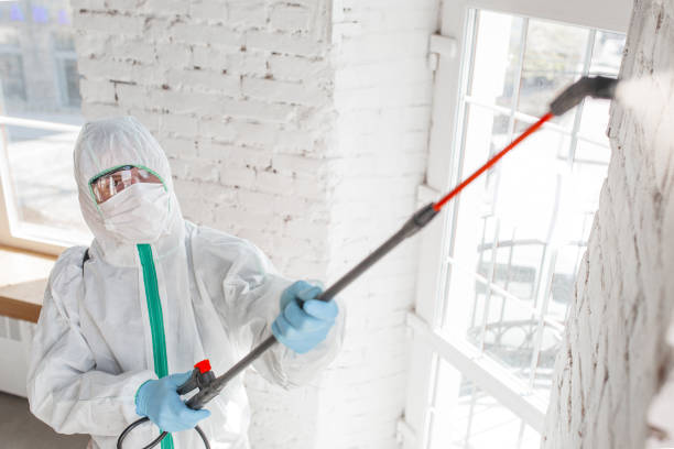Best Basement Mold Removal  in Milan, IN
