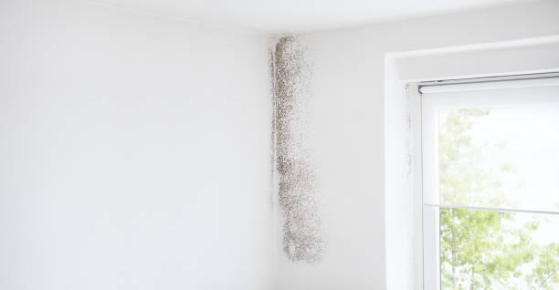 Best Water Damage & Mold Remediation  in Milan, IN