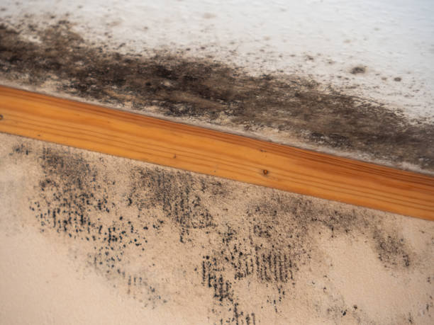 Best Air Quality Testing for Mold Spores  in Milan, IN