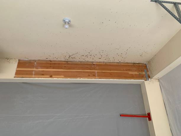 Best Asbestos and Lead Testing During Mold Inspection  in Milan, IN