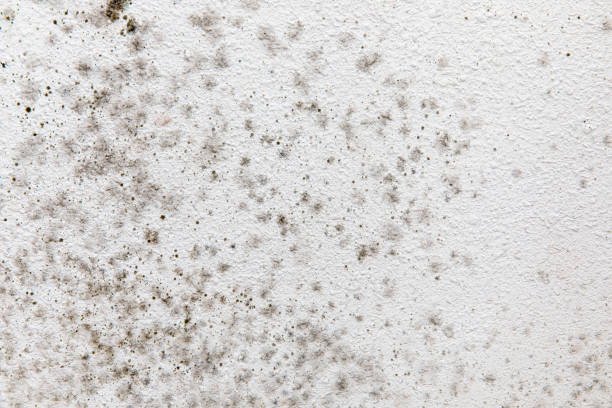 Best HVAC Mold Inspection and Cleaning  in Milan, IN