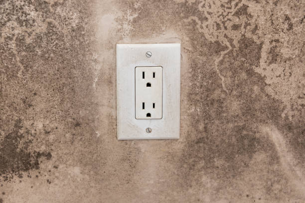 Best Black Mold Removal  in Milan, IN