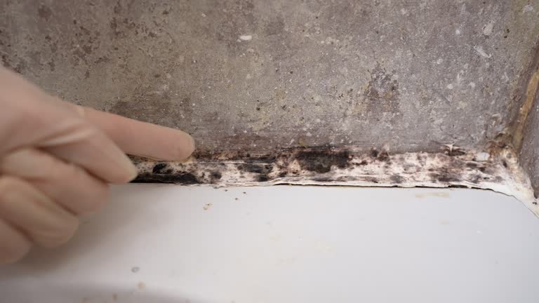 Best Industrial Mold Remediation  in Milan, IN