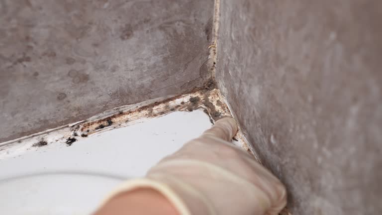 Milan, IN Mold Removal Company